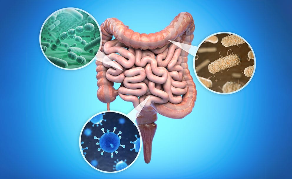 Gut Health