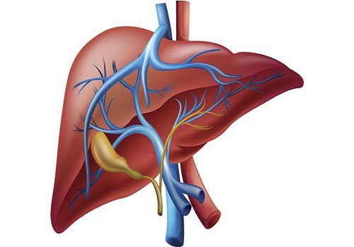 Liver